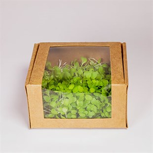 Mikro Kıvırcık Salata (25 Gr)